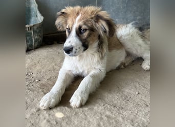 Barkley, geb. ca. 10/2024, lebt in GRIECHENLAND, auf einer privaten Pflegestelle