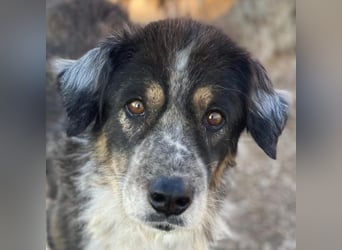 Bente, geb. ca. 04/2020, lebt in GRIECHENLAND, im städt. Tierheim Serres