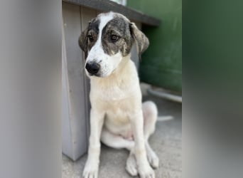 Adele, geb. ca. 02/2024, lebt in GRIECHENLAND, im städt. Tierheim Serres