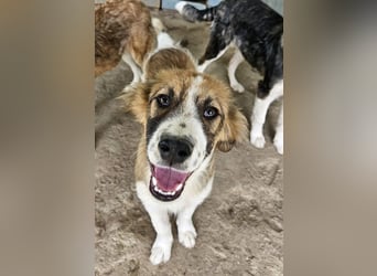 Barkley, geb. ca. 10/2024, lebt in GRIECHENLAND, auf einer privaten Pflegestelle