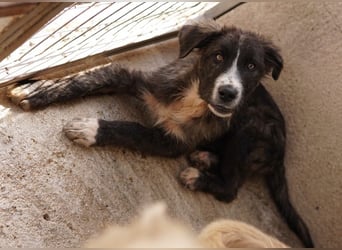 Apollo, geb. ca. 11/2023, lebt in GRIECHENLAND, im städt. Tierheim Serres