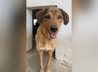 Mikosch, geb. ca. 01/2024, lebt in GRIECHENLAND, im städt. Tierheim Serres