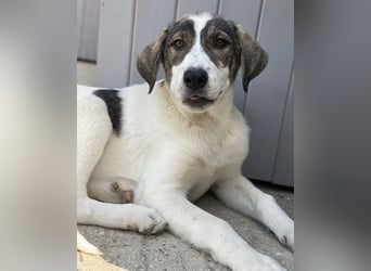 Adele, geb. ca. 02/2024, lebt in GRIECHENLAND, im städt. Tierheim Serres