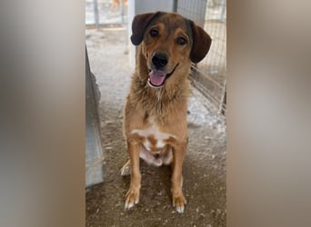 Mikosch, geb. ca. 01/2024, lebt in GRIECHENLAND, im städt. Tierheim Serres