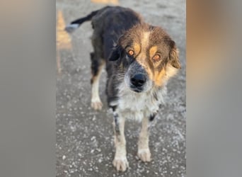 Bente, geb. ca. 04/2020, lebt in GRIECHENLAND, im städt. Tierheim Serres