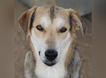 Leo, geb. ca. 12/2023, lebt in GRIECHENLAND, im städt. Tierheim Serres