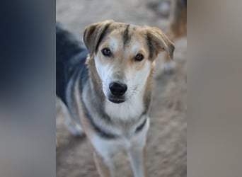 Leo, geb. ca. 12/2023, lebt in GRIECHENLAND, im städt. Tierheim Serres