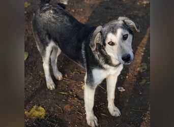 Vojan, geb. ca. 05/2024, lebt in GRIECHENLAND, im städt. Tierheim Serres