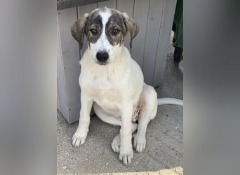 Adele, geb. ca. 02/2024, lebt in GRIECHENLAND, im städt. Tierheim Serres