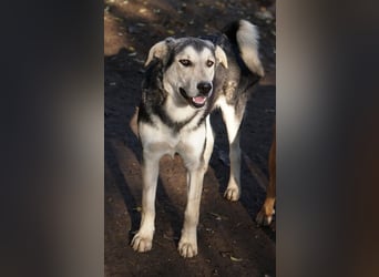 Vojan, geb. ca. 05/2024, lebt in GRIECHENLAND, im städt. Tierheim Serres