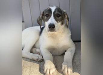 Adele, geb. ca. 02/2024, lebt in GRIECHENLAND, im städt. Tierheim Serres