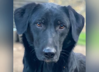 Taco Junior, geb. ca. 05/2024, lebt in GRIECHENLAND, auf einer privaten Pflegestelle