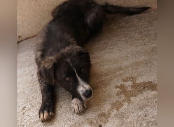 Apollo, geb. ca. 11/2023, lebt in GRIECHENLAND, im städt. Tierheim Serres