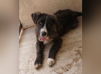 Apollo, geb. ca. 11/2023, lebt in GRIECHENLAND, im städt. Tierheim Serres