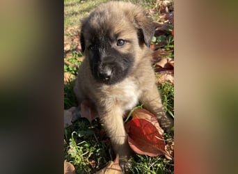 Kalani, geb. ca. 09/2025, lebt in GRIECHENLAND, auf einem Gelände, auf dem die Hunde notdürftig vers