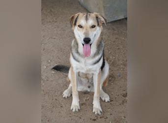 Leo, geb. ca. 12/2023, lebt in GRIECHENLAND, im städt. Tierheim Serres