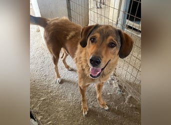 Mikosch, geb. ca. 01/2024, lebt in GRIECHENLAND, im städt. Tierheim Serres