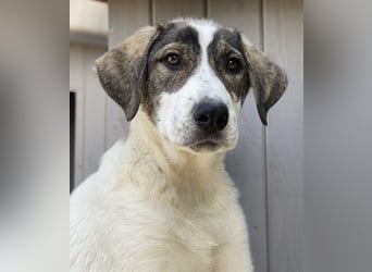 Adele, geb. ca. 02/2024, lebt in GRIECHENLAND, im städt. Tierheim Serres