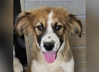 Barkley, geb. ca. 10/2024, lebt in GRIECHENLAND, auf einer privaten Pflegestelle