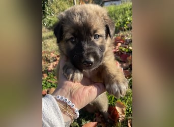 Kalani, geb. ca. 09/2025, lebt in GRIECHENLAND, auf einem Gelände, auf dem die Hunde notdürftig vers