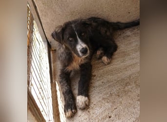 Apollo, geb. ca. 11/2023, lebt in GRIECHENLAND, im städt. Tierheim Serres