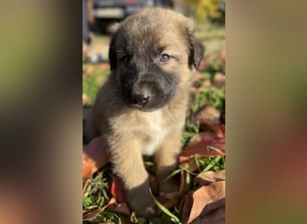 Kalani, geb. ca. 09/2025, lebt in GRIECHENLAND, auf einem Gelände, auf dem die Hunde notdürftig vers