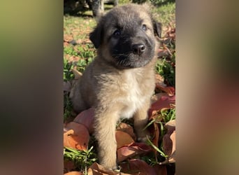 Kalani, geb. ca. 09/2025, lebt in GRIECHENLAND, auf einem Gelände, auf dem die Hunde notdürftig vers