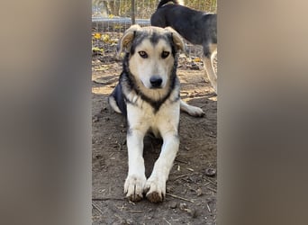 Vojan, geb. ca. 05/2024, lebt in GRIECHENLAND, im städt. Tierheim Serres