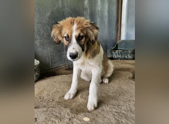 Barkley, geb. ca. 10/2024, lebt in GRIECHENLAND, auf einer privaten Pflegestelle