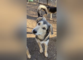 Vojan, geb. ca. 05/2024, lebt in GRIECHENLAND, im städt. Tierheim Serres