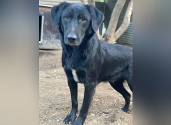 Taco Junior, geb. ca. 05/2024, lebt in GRIECHENLAND, auf einer privaten Pflegestelle