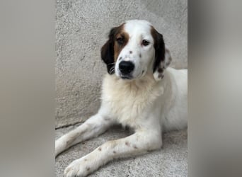 Fidi, geb. ca. 08/2025, lebt in GRIECHENLAND, im städt. Tierheim Serres