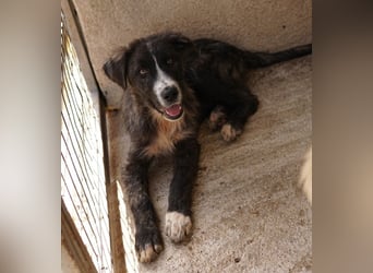 Apollo, geb. ca. 11/2023, lebt in GRIECHENLAND, im städt. Tierheim Serres