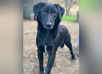 Taco Junior, geb. ca. 05/2024, lebt in GRIECHENLAND, auf einer privaten Pflegestelle