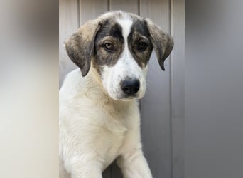 Adele, geb. ca. 02/2024, lebt in GRIECHENLAND, im städt. Tierheim Serres