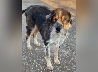 Bente, geb. ca. 04/2020, lebt in GRIECHENLAND, im städt. Tierheim Serres