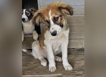 Barkley, geb. ca. 10/2024, lebt in GRIECHENLAND, auf einer privaten Pflegestelle