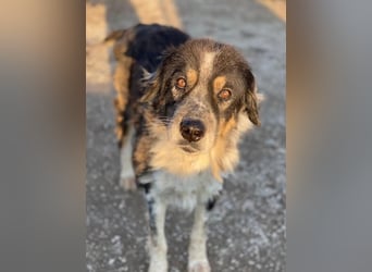 Bente, geb. ca. 04/2020, lebt in GRIECHENLAND, im städt. Tierheim Serres