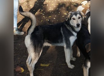 Vojan, geb. ca. 05/2024, lebt in GRIECHENLAND, im städt. Tierheim Serres