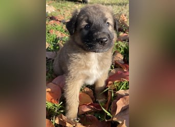 Kalani, geb. ca. 09/2025, lebt in GRIECHENLAND, auf einem Gelände, auf dem die Hunde notdürftig vers