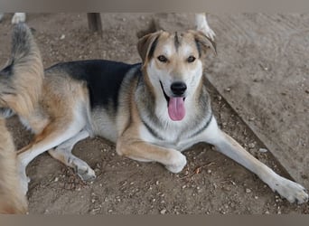 Leo, geb. ca. 12/2023, lebt in GRIECHENLAND, im städt. Tierheim Serres