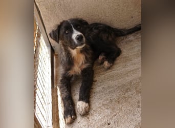 Apollo, geb. ca. 11/2023, lebt in GRIECHENLAND, im städt. Tierheim Serres