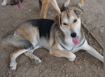 Leo, geb. ca. 12/2023, lebt in GRIECHENLAND, im städt. Tierheim Serres