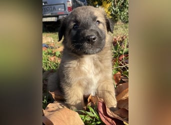 Kalani, geb. ca. 09/2025, lebt in GRIECHENLAND, auf einem Gelände, auf dem die Hunde notdürftig vers