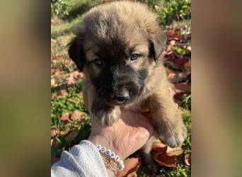 Kalani, geb. ca. 09/2025, lebt in GRIECHENLAND, auf einem Gelände, auf dem die Hunde notdürftig vers