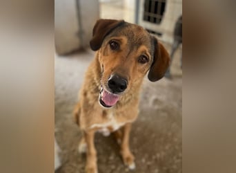 Mikosch, geb. ca. 01/2024, lebt in GRIECHENLAND, im städt. Tierheim Serres