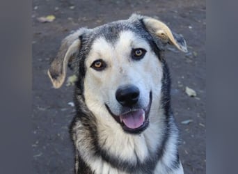 Vojan, geb. ca. 05/2024, lebt in GRIECHENLAND, im städt. Tierheim Serres