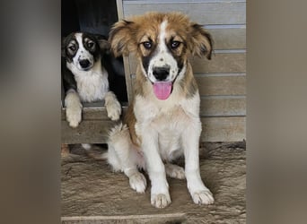 Barkley, geb. ca. 10/2024, lebt in GRIECHENLAND, auf einer privaten Pflegestelle