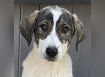 Adele, geb. ca. 02/2024, lebt in GRIECHENLAND, im städt. Tierheim Serres