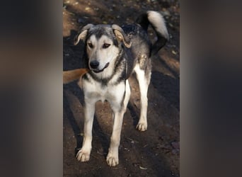 Vojan, geb. ca. 05/2024, lebt in GRIECHENLAND, im städt. Tierheim Serres